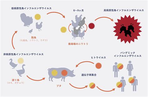 人畜共通感染症は人間の感染症の60～75％を占めています。