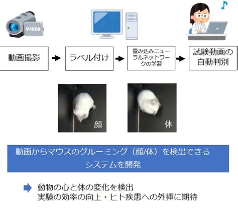 人間のグルーミング