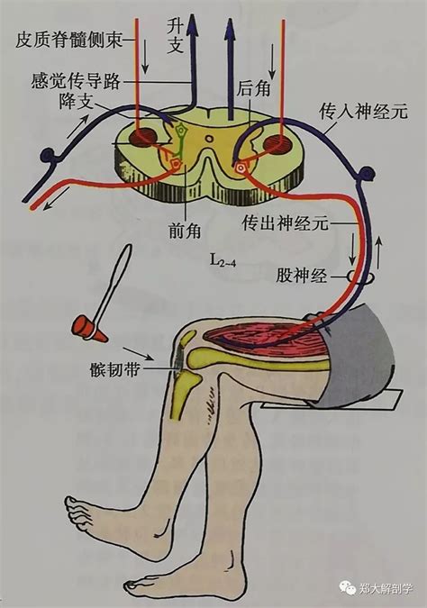 什麼是反射中文？