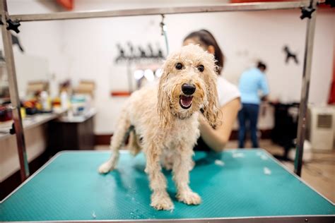 什麼是 groomer？