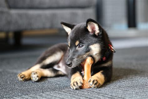 仔犬のしつけ：噛みクセを治す効果的な方法