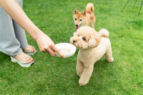 仔犬のフード選びと適切な食事の与え方