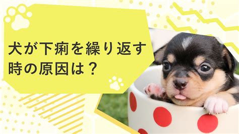 仔犬の下痢：原因、治療法、予防法