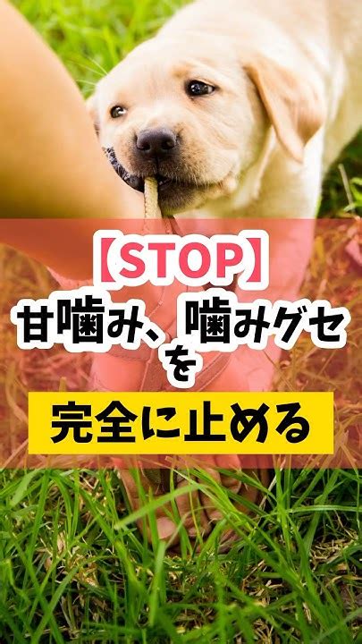 仔犬の噛みグセを治すための効果的なしつけ