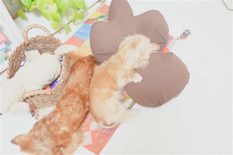 仔犬の おもちゃ：愛犬との絆を深める最高のアイテム