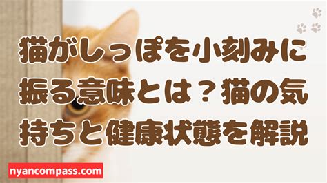 仔猫のしっぽが語る、健康状態と可愛さの秘密