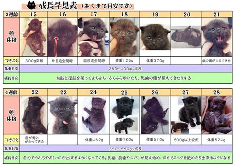 仔猫の年齢とサイズ: