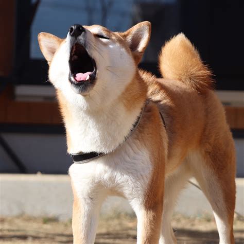 他の犬に吠える：原因と対処法