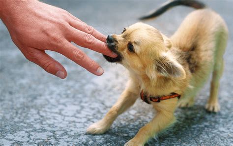 他の犬に攻撃的な犬への対応と予防策