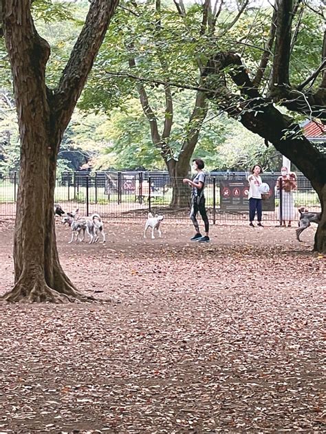 代々木ドッグランで愛犬と最高の時間を過ごそう！