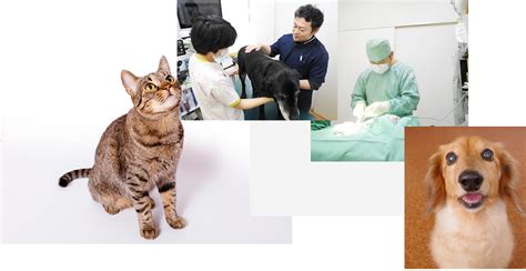 代々木上原動物病院でペットの健康を守る