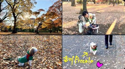 代々木公園で愛犬と楽しむための徹底ガイド