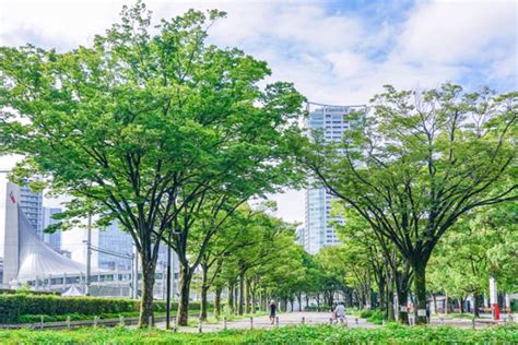 代々木公園で愛犬と過ごすための完全ガイド