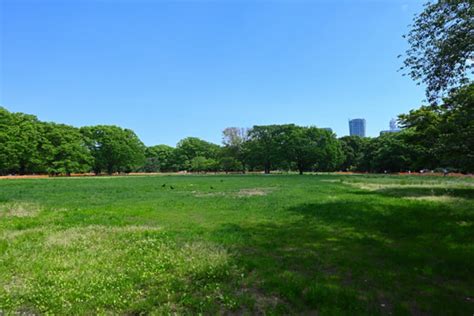 代々木公園ドックランの魅力と活用法