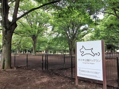 代々木公園ドックラン完全ガイド: 安全で楽しい犬との公園ライフを満喫しよう