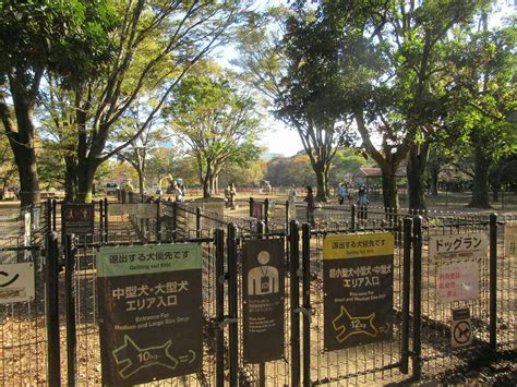 代々木公園ドックラン：緑豊かな公園で愛犬と過ごす至福のひととき