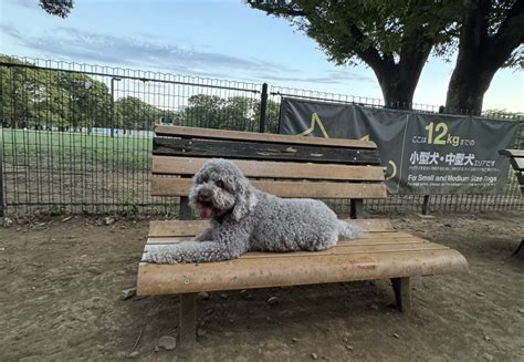 代々木公園ドッグラン完全ガイド：犬と過ごす充実したひととき