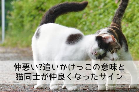 仲の悪い猫を仲良くさせる方法：完全ガイド