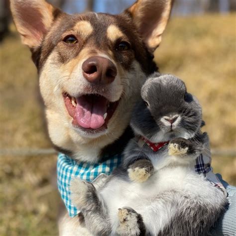 仲良し犬猫: 究極のペットコンビネーションの作り方と維持方法