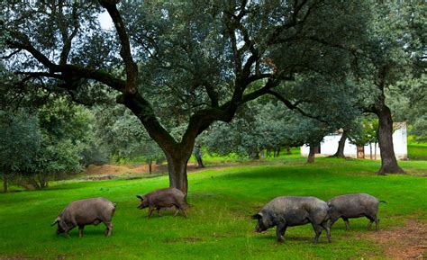 伊比利亞豬 (Ibérico)