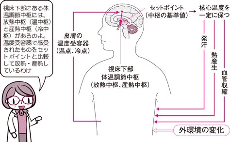 体温調節の向上：