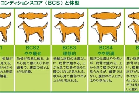 体重が 3 ～ 5 kg、体長が 30 ～ 40 cm