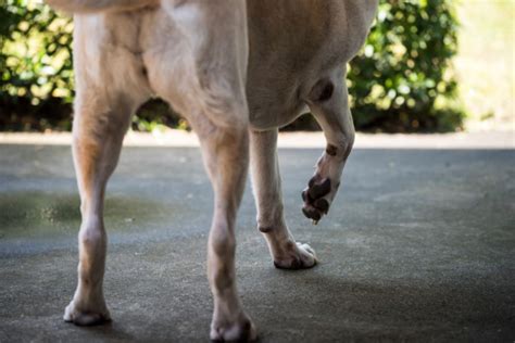 体重不足の犬の一般的な原因