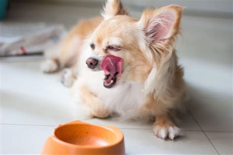 体重不足の犬の食事