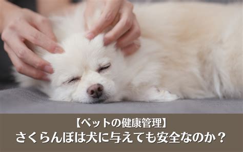 余市動物病院で安心安全なペットの健康管理を