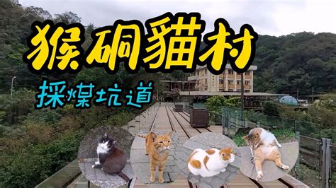 侯硐住宿：深入了解貓村住宿需求