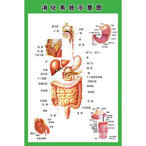 促进消化