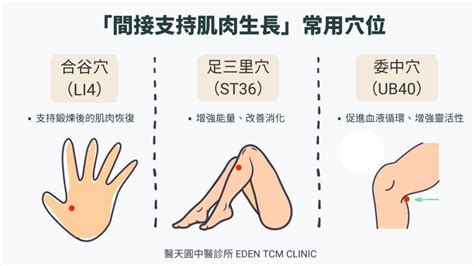 促進肌肉生長和修復：