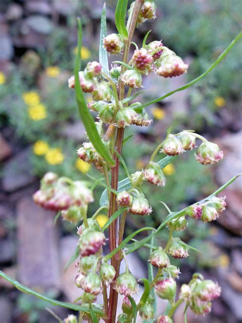 俄羅斯塔拉贡（Artemisia dracunculus var. dracunculus）：