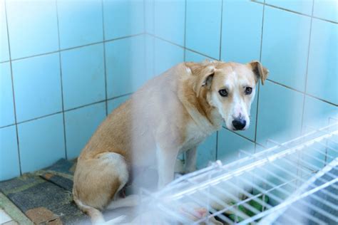 保健所で犬を引き取ることの重要性