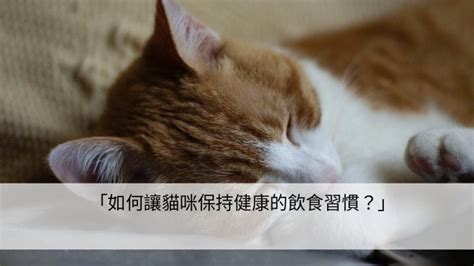 保持貓咪健康：