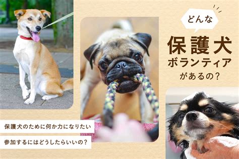 保護犬とは？