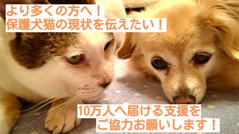 保護犬の現状