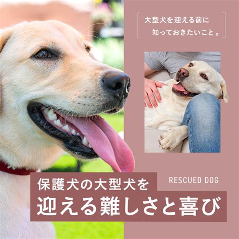 保護犬を迎えるためのステップバイステップの手順