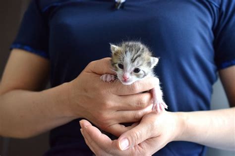 信頼できるブリーダーから子猫を選びましょう。