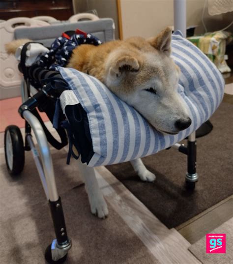 信頼の証、サクラ犬具製作所がご提案する、愛犬との快適で安心な暮らし