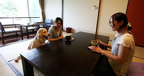 修善寺で愛犬と過ごせる至福のひとときを！おすすめドッグカフェ徹底ガイド