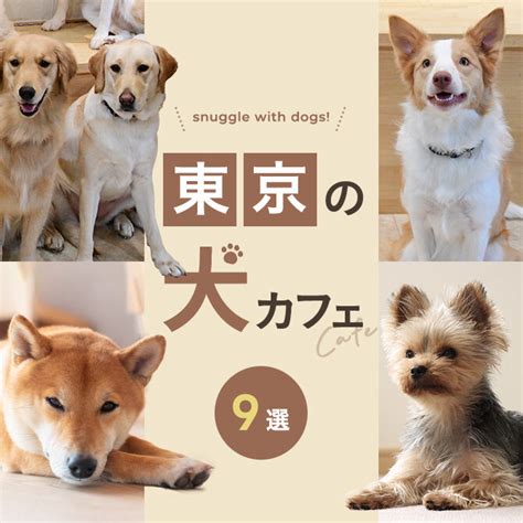 修善寺で犬と一緒に入れるカフェ厳選5選