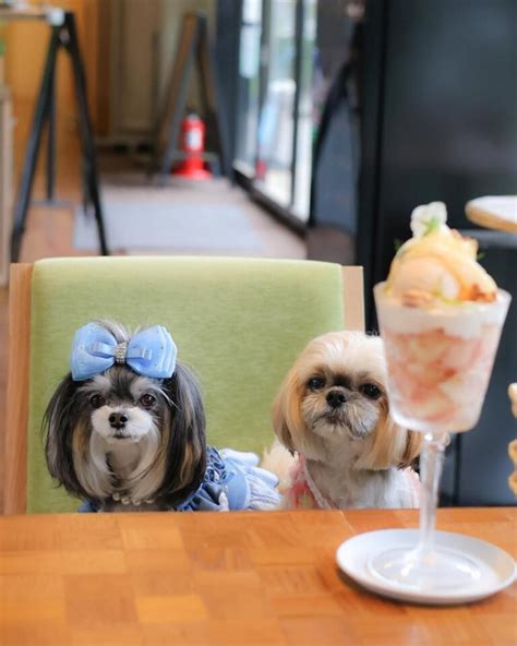 修善寺ドッグカフェで愛犬と素敵なひとときを♪