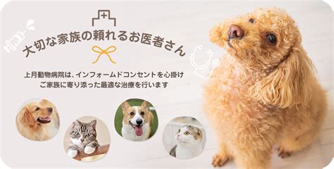 倉敷 犬と猫の病院：あなたと大切な家族のための包括的なガイド