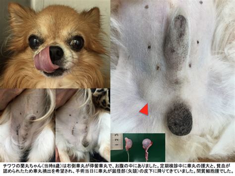 停留睾丸犬：健康管理と治療の最新情報