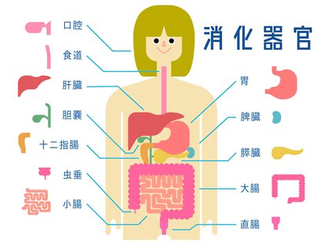 健康的な消化器系：