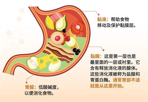 健胃：全面了解胃部健康的關鍵