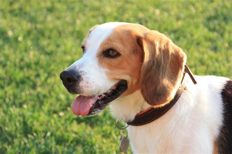 優れた犬種