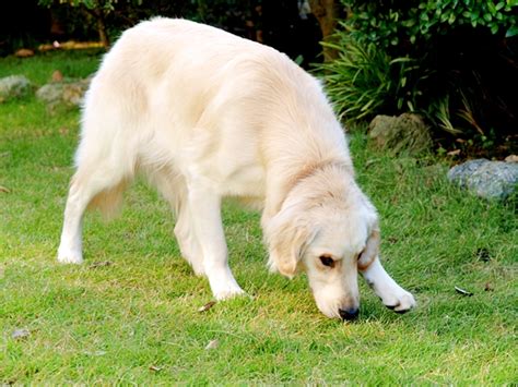 優れた犬：あなたの人生の完璧な仲間