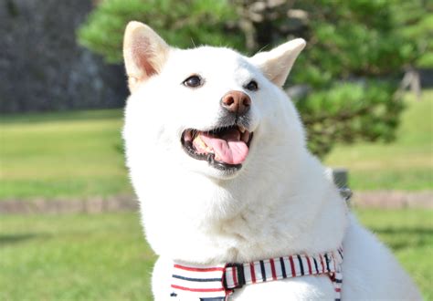 優秀な犬の定義